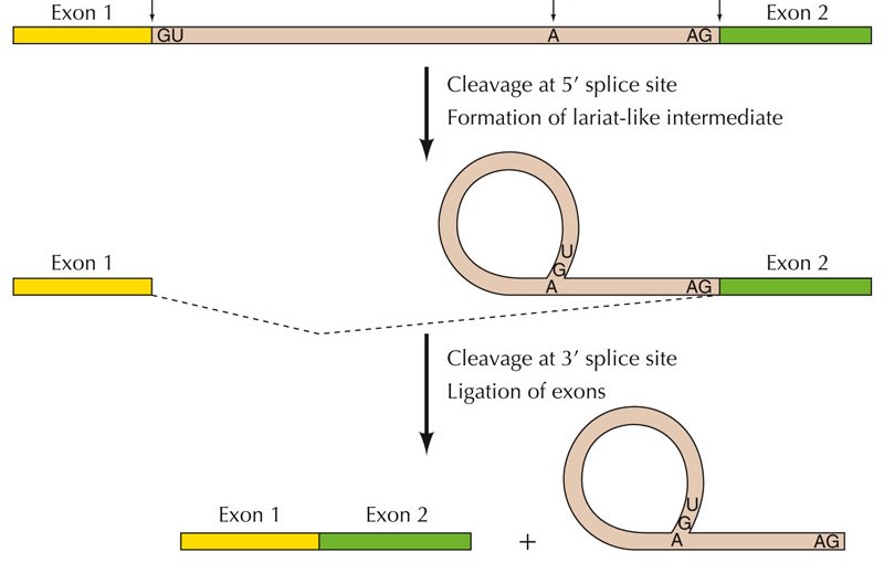 Splicing 과정과 splicing site 변이 해석