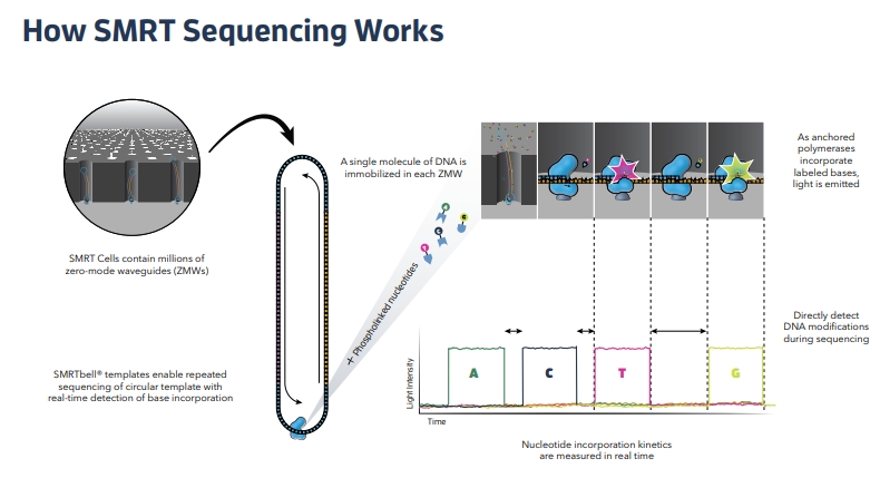 PacBiO SMRT sequencing: Long Reads Sequencing의 원리와 장,단점
