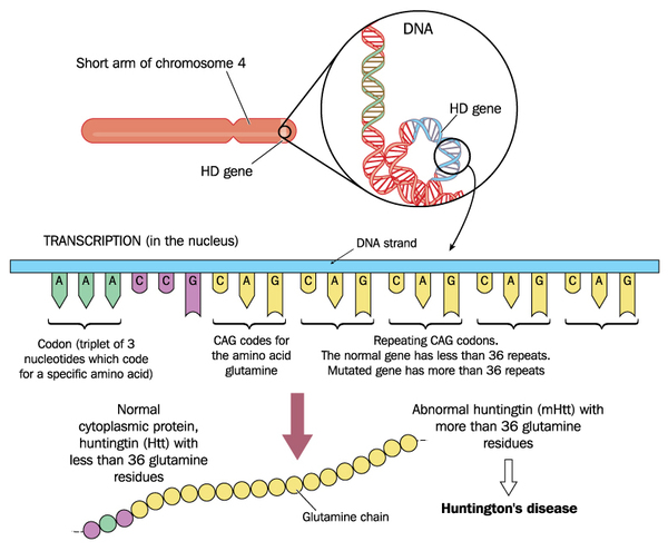 gene-mutation-that-causes-huntington-disease