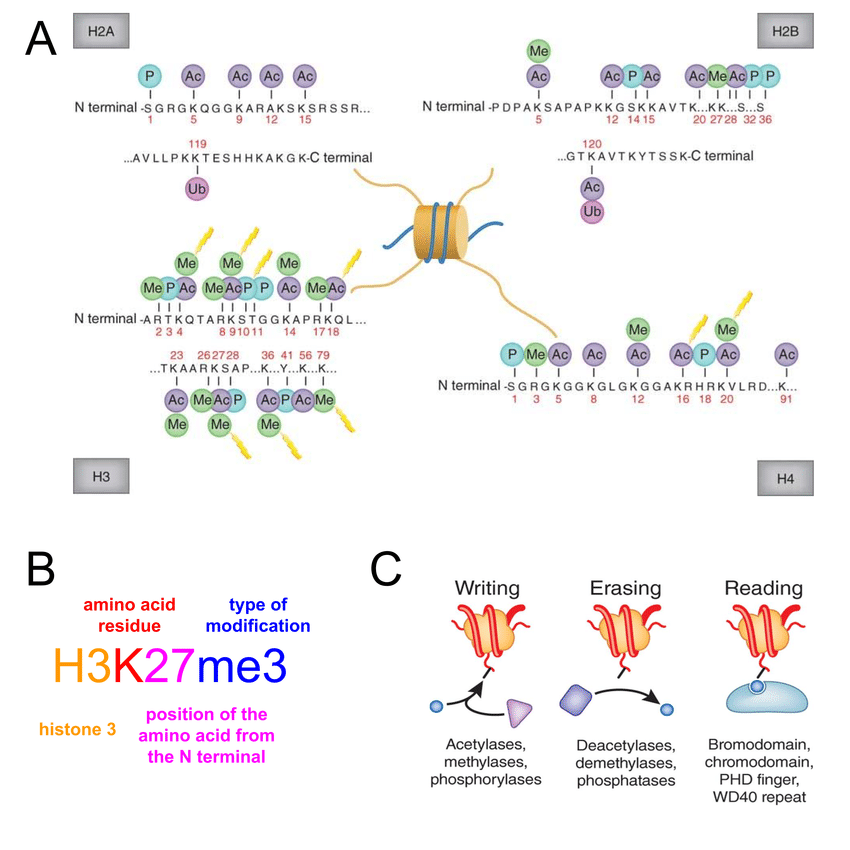 Histone-modifications-are-major-biochemical-features-of-chromatin-Histone-can-experience