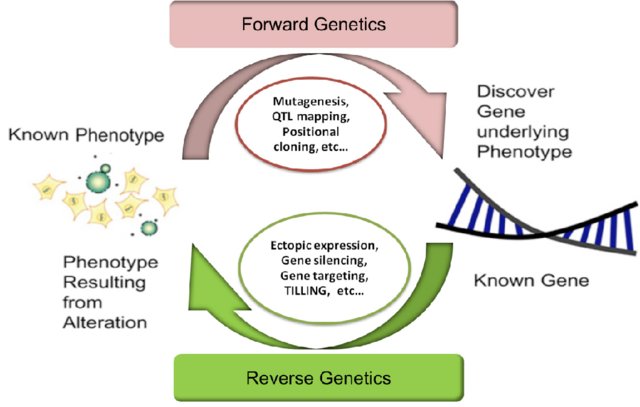 Fig-2-Forwards-vs-reverse-genetics-tools-for-the-identification-and-characterization_W640